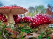 Ученые обнаружили, что галлюциногенные грибы способны повышать потенциал человека