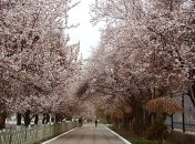 Погода в Украине 14 апреля: пасмурно, преимущественно без осадков