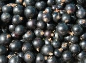 Полезные свойства черной смородины 