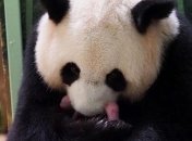 У Франції народилися панди-близнюки, які зацікавили сім'ю глави КНР