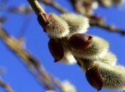 Прогноз погоды на 26 марта в Украине: дожди и солнце в ряде областей