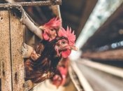 Карантин не помеха: В Украине увеличилось производство курятины