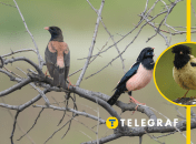 Скворец розовый