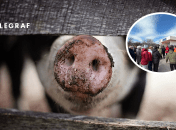 У Молдові скандал через поховання свиней із АЧС