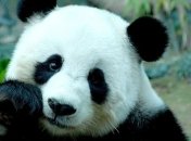 Мама-панда помогла малышу-панде спуститься с дерева (Видео)