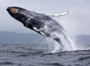 Ученые выяснили, зачем киты выпрыгивают из воды