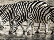 Ученые выяснили, что значат полоски на зебре