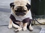 Подборка обиженных собак, навсегда потерявших доверие к своим владельцам