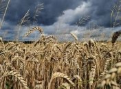 Казахстан пытался продать России гнилую пшеницу пополам с мусором