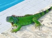 Осадки в виде игуан: В Майами предупредили о снижении температуры