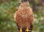 Канадские ученые нашли самую токсичную птицу на планете