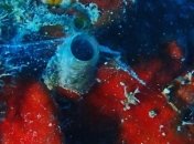 Ученые обнаружили в океане уникальное существо