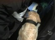 В Харькове служебная собака обнаружила наркотики
