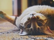 Ковер постоянно нуждается в очистке