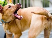 Ученые сделали сенсационное открытие о собаках