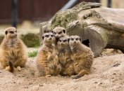 Зачем сурикаты "танцуют" перед сражением: новое исследование