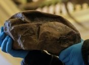 Никто не мог предположить: раскрыта тайна странной антарктической окаменелости (Фото)