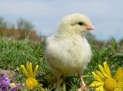 Саудовская Аравия переходит на украинскую курятину 