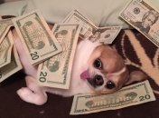 Представників знаків Лев, Козоріг та Риби чекає прибуток