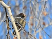 Погода в Украине изменится: синоптики рассказали, где похолодает 