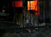 В Запорожье лев напал на посетителя бани