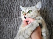 Кот внезапно кусает во время поглаживаний