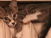 Киевляне просят немедленно отключить им отопление