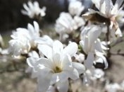 Прогноз погоды на 20 апреля: в Украине будет ветрено