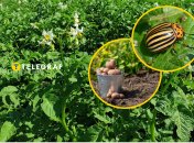 Цей шкідник здатний знищити картоплю