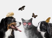 Кумедний тест на визначення тотемної тварини