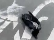 "Догхантеры и за птиц взялись": в сети бурно обсуждают мор пернатых в Киеве (видео)