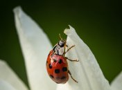 Название этой букашки не оставит вас равнодушными