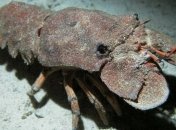 Лангусты могут есть ядовитых медуз и не умирать 