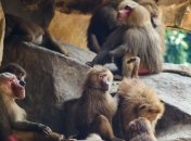 Ученые нашли останки древнейшего павиана возрастом более 2 млн лет