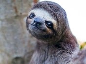 Веселые демотиваторы разомкнут ваши щеки