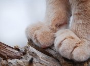 Найцікавіші факти про "котолапки"