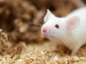 Ученые смогли вылечить мышей от болезни Паркинсона