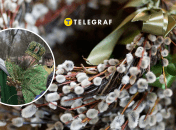 Освячення верби