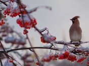 Погода в Украине 19 декабря: преимущественно снег, местами без осадков 