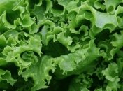 Госпродпотребслужба предотвратила ввоз зараженного салата в Украину