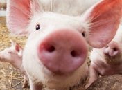 Ученые подтвердили уязвимость человека к новому виду свиного вируса