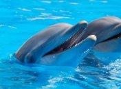 В США в розыск объявлены убийцы дельфинов