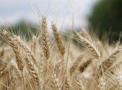 Украина вытеснила Китай с третьей строчки в рейтинге крупнейших поставщиков агропродукции в ЕС