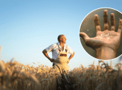 Осенние осадки повлияют на развитие пшеницы