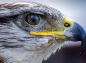 Зоркий глаз: ученые исследовали скорость зрения соколов