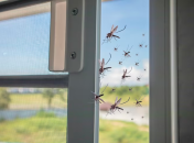 Комахи не переносять запах ефірних олій гвоздики та лаванди