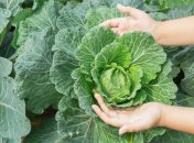 Семена капусты взойдут