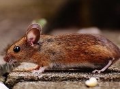 Ученые нашли способ дистанционно управлять любыми мышами 