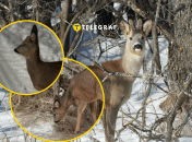 В Ровно заметили молодую косулю