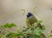 Почему фрукты поменяли свои цвета?